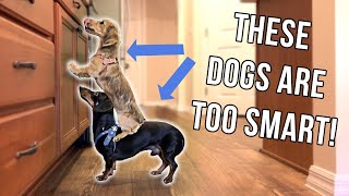 Dachshund Puppy & Dog Are TOO Smart for Their Own Good!