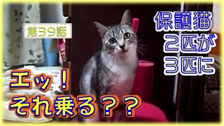 第39話　3匹の保護猫の中でゴローとリンが新たに購入したマッサージ機を気に入って遊んでいます。