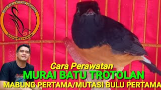 Cara Perawatan Murai Batu Trotolan Pertama Mabung || Mutasi Bulu Pertama