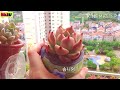 장마가 시작됐어요 ㅠ 다육이들 대비 잘 하세요. i hope the succulents stay healthy during the rainy season