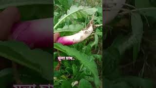 শীতকালীন ফসলের মধ্যে মুলা চাষ ও ভূট্টা চাষ..