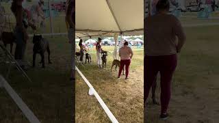 UKC Premier Nationals | Presa Canario Grand Champion Class | FULL Video | June 16th 2023