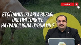 ETÇİ DAMIZLIKLARLA BUZAĞI ÜRETİMİ TÜRKİYE HAYVANCILIĞINA UYGUN MU ? | YENİ NESİL HAYVANCILIK