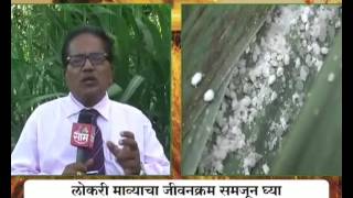 Dr Pandurang Mohite on (Lokari Mawa) disease on Sugarcane