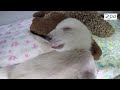 polar bear dreams