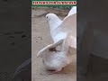 experience the magic of white pigeon mating live pigeonmating pigeon mawandpaw nature birds