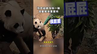 1月7日 輝寶果真是膽小鬼，被勝熙姨母嚇的爬上樹後，追著姨母要求道歉 #루이바오 #睿寶 #ruibao #huibao#후이바오 #輝寶