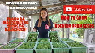 Paano ba magpatubo ng Adenium or Kalachuchi seeds /Easiest way to Grow Adenium from Seeds