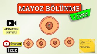 MAYOZ BÖLÜNME 7.Sınıf /Fen Bilimleri/2021