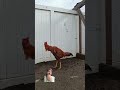 chicken rooster keşfet funny animals aseel shamo aseelmurga shamoroosteraseel chickenbreed