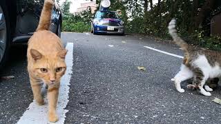 駐車場に行ったら野良猫が集まってきた