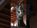 よく噛んで食べましょうモグモグ🐴 shorts 馬 可愛い 癒し もぐもぐタイム かわいい動物 かわいい 動物 animals horse