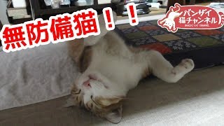 無防備に仰向けで寝るへそ天猫様をいつものように眺める！