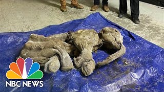 '30,000-Year-Old Baby Woolly Mammoth' Found By Yukon Gold Miner