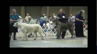 7-16-11 Greater Shelby Kennel Club Southaven, MS