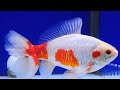 fancy goldfish 20 types to know