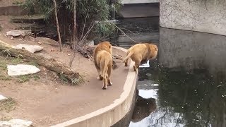 The Clumsiest Animals in the World | These Animals are Idiots 😂