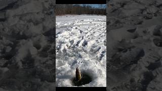 My First Tip Up Catches- Big Pickerel with @ANYFINISPOSSIBLE1977  #fishing #icefishing