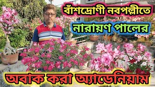 বাঁশদ্রোণী নারায়ণ পালের অবাক করা অ্যাডেনিয়াম এর বাগান//দেখার মত অ্যাডেনিয়াম,,