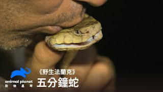 五分鐘蛇？被咬到你人生只剩五分鐘｜野生法蘭克｜動物星球頻道