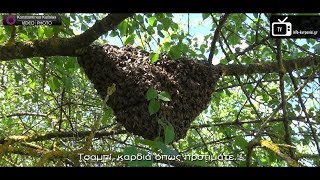 Πιάσιμο αφεσμού μελισσιού από κλαδί δέντρου