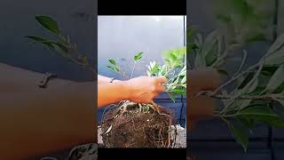 proses bikin bonsai small mame kimeng