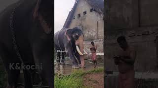 ചിറക്കൽ കാളിദാസൻ🐘!!elephant in kerala!!chirakkal kaalidasan🐘