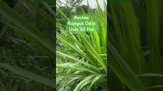 REVIEW TANAMAN RUMPUT ODOT UNTUK PAKAN TERNAK, usia tanaman 30 Hst