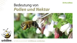 D05 Pollen und Nektar / Bestäubung und Lebensmittel