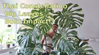 How to Grow Monstera Thai Constellation Indoors │ Tips, Challenges and Success!