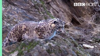 Snow Leopard Hunting | Planet Earth | BBC Earth