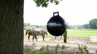 Capcana pentru mustele de cai, Holland Animal Care