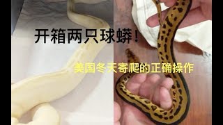 【开箱价值超过20000元的球蟒】如何在美国的冬天零风险寄爬？