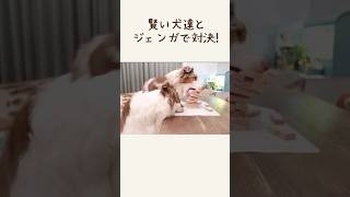 犬達とジェンガで対決した結果・・・😂w【ボーダーコリー・オーストラリアンシェパード】 #shorts #dog