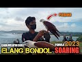 melatih burung ELANG BONDOL skill SOARING bernama Moana (ELANG BONDOL) di bukit merese lombok