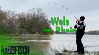 Winter catfish with the spinning rod (1)