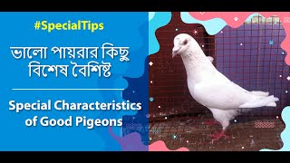 ভালো পায়রার কিছু বিশেষ বৈশিষ্ট | Some Special Characteristics of Good Pigeons 🕊️ #specialtips