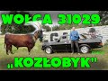 Złomnik: Wołga 31029 to połączenie byka z kozłem