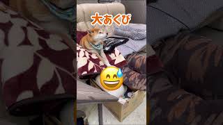 【柴犬】りくちゃんとシャボン玉で盛り上がろう！