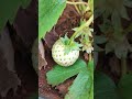 Beautiful strawberries from kps nursery #kps #nurseryvisit strawberry plant low price goodquality