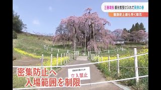 観測史上最も早い開花の三春滝桜　コロナ対策で観光客受け入れ