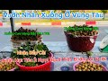 Vũng Tàu Vườn Nhãn Xuồng,Nhãn Bắp Cải Đã Đến