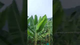 ആന നശിപ്പിച്ച വാഴ തോട്ടത്തിൽ.. elephent attack banana farm... #elephent #jomeshparavoor