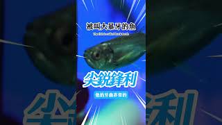 被叫大暴牙的魚 #水族 #pets #fish #aquarium #fishtank #shorts