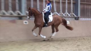 *SOLD* 2013 Hanoverian Mare v. Dancier (De Niro)