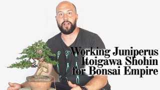 Working Juniperus Itoigawa Shohin For Bonsai Empire