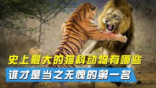 史上最大的猫科动物都有哪些？谁才是当之无愧的第一名？