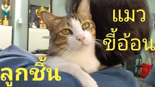 ลูกชิ้น ชอบให้อุ้มพาดไหล่#แมวขี้อ้อน🤗#แมวชื่อลูกชิ้น😺