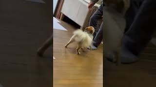 ［ポメラニアン］暑さ対策頼んだら犬種不明になった