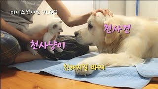 🐱고양이 안된다고 했는데 고알못이 강제 아깽이 돌보는 일상| 호주일상